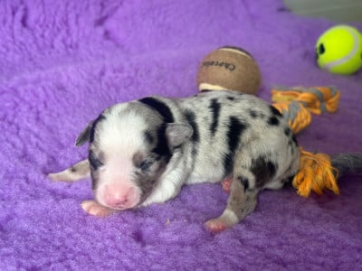 Les chiots de Berger Américain Miniature 