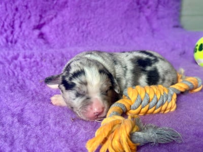 Les chiots de Berger Américain Miniature 