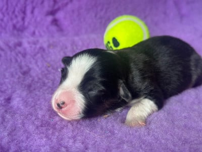Les chiots de Berger Américain Miniature 