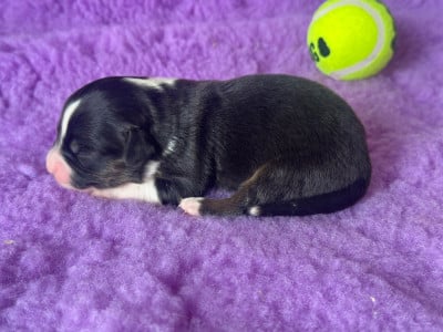 Les chiots de Berger Américain Miniature 