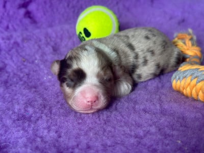 Les chiots de Berger Américain Miniature 