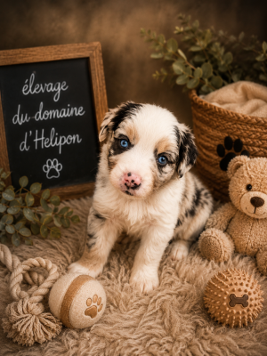Les chiots de Berger Américain Miniature 