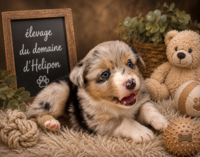Les chiots de Berger Américain Miniature 