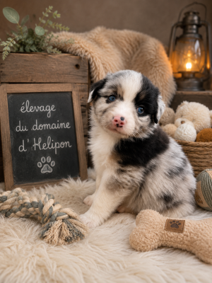 Les chiots de Berger Américain Miniature 