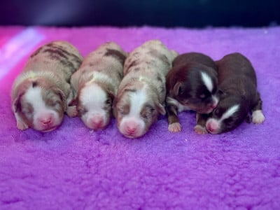 Les chiots de Berger Américain Miniature 