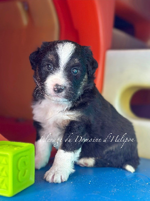 Les chiots de Berger Américain Miniature