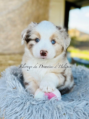 Les chiots de Berger Américain Miniature 