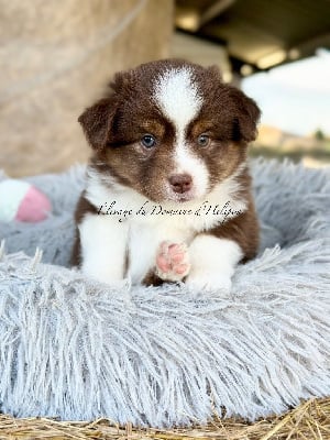 Les chiots de Berger Américain Miniature 