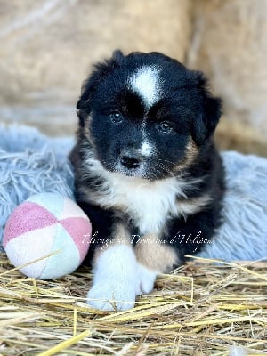 Les chiots de Berger Américain Miniature 