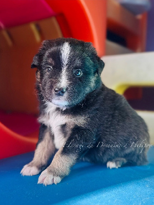 Les chiots de Berger Américain Miniature