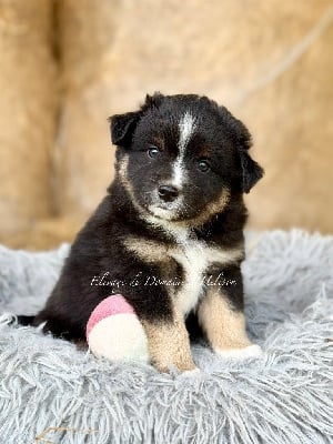 Les chiots de Berger Américain Miniature 