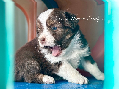 Les chiots de Berger Américain Miniature