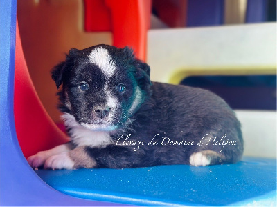 Les chiots de Berger Américain Miniature