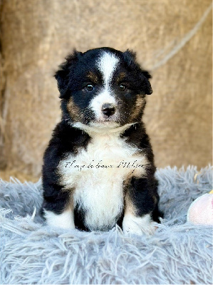 Les chiots de Berger Américain Miniature 