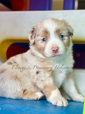 Les chiots de Berger Américain Miniature