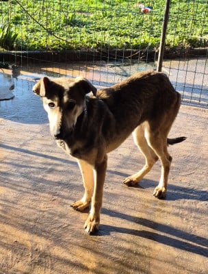 Avril - Chien nu mexicain