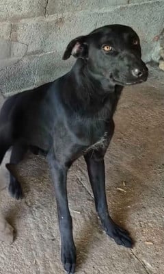 Les chiots de Chien nu mexicain