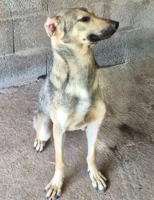 Les chiots de Chien nu mexicain