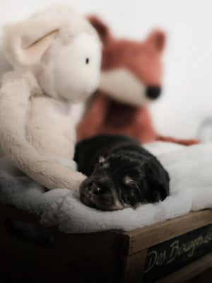 Les chiots de Chien finnois de Laponie