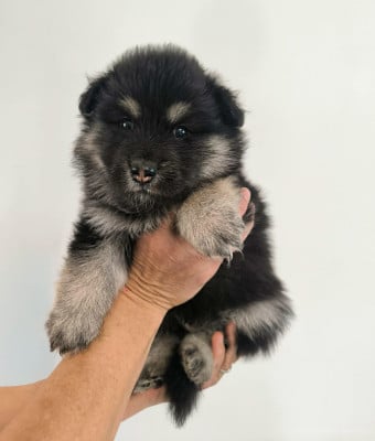 Les chiots de Chien finnois de Laponie