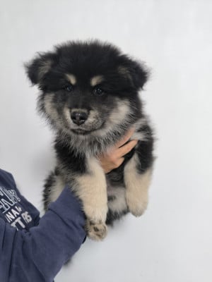 Les chiots de Chien finnois de Laponie