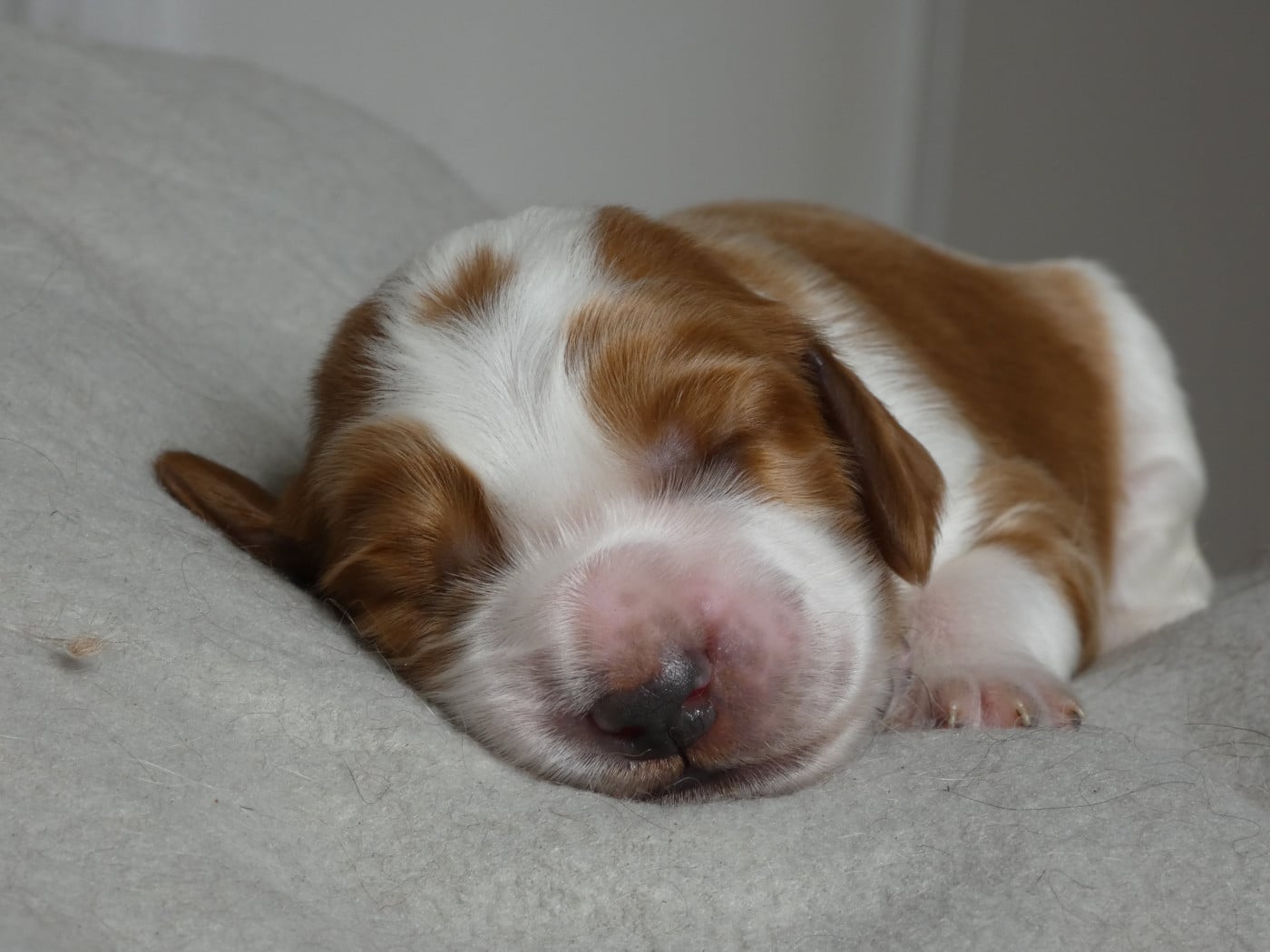 B sans collier - Welsh Springer Spaniel