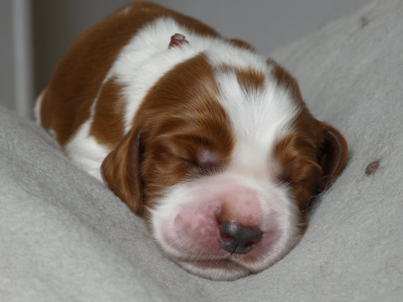 B collier rouge - Welsh Springer Spaniel