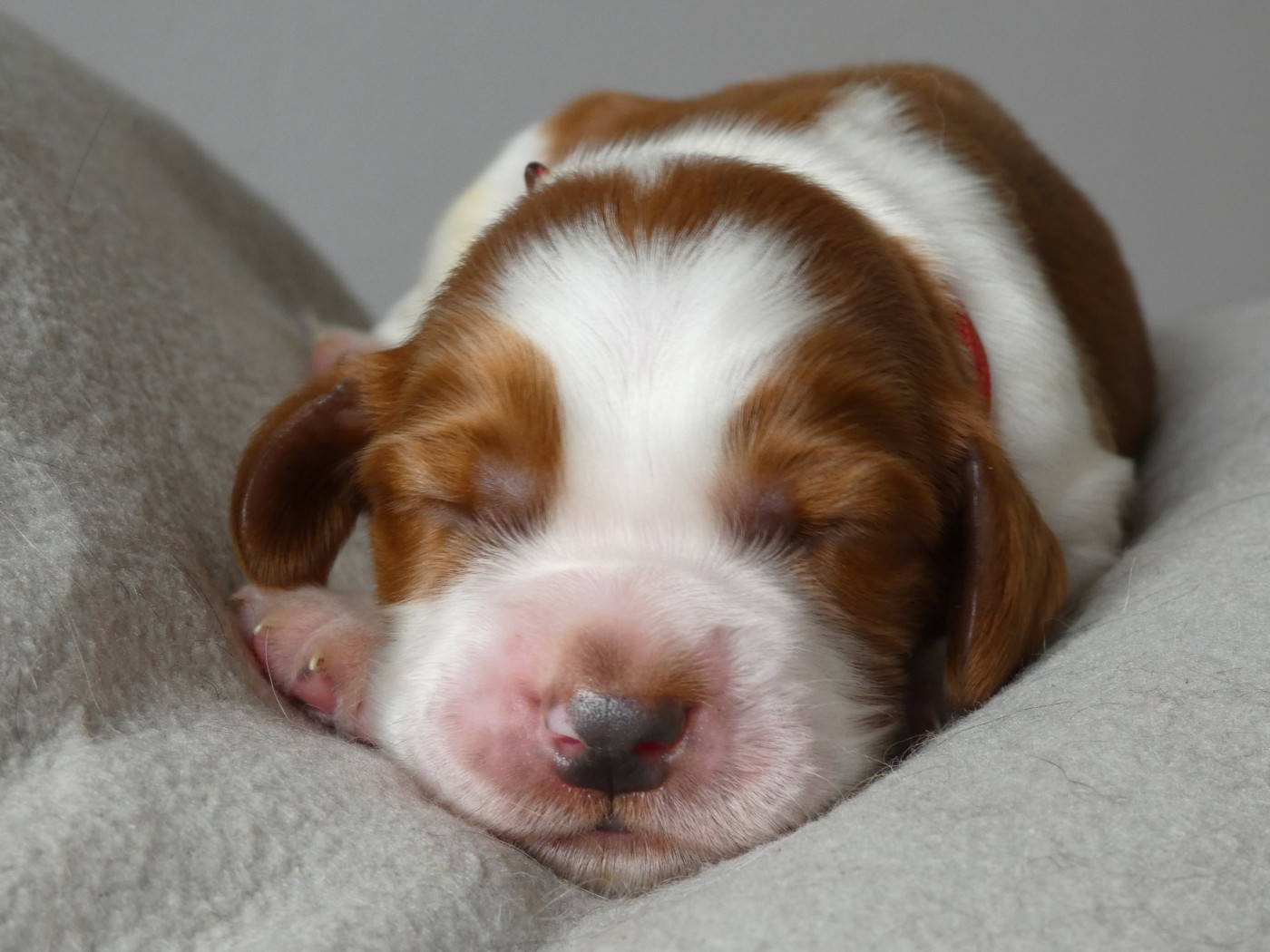 B collier rouge et blanc - Welsh Springer Spaniel