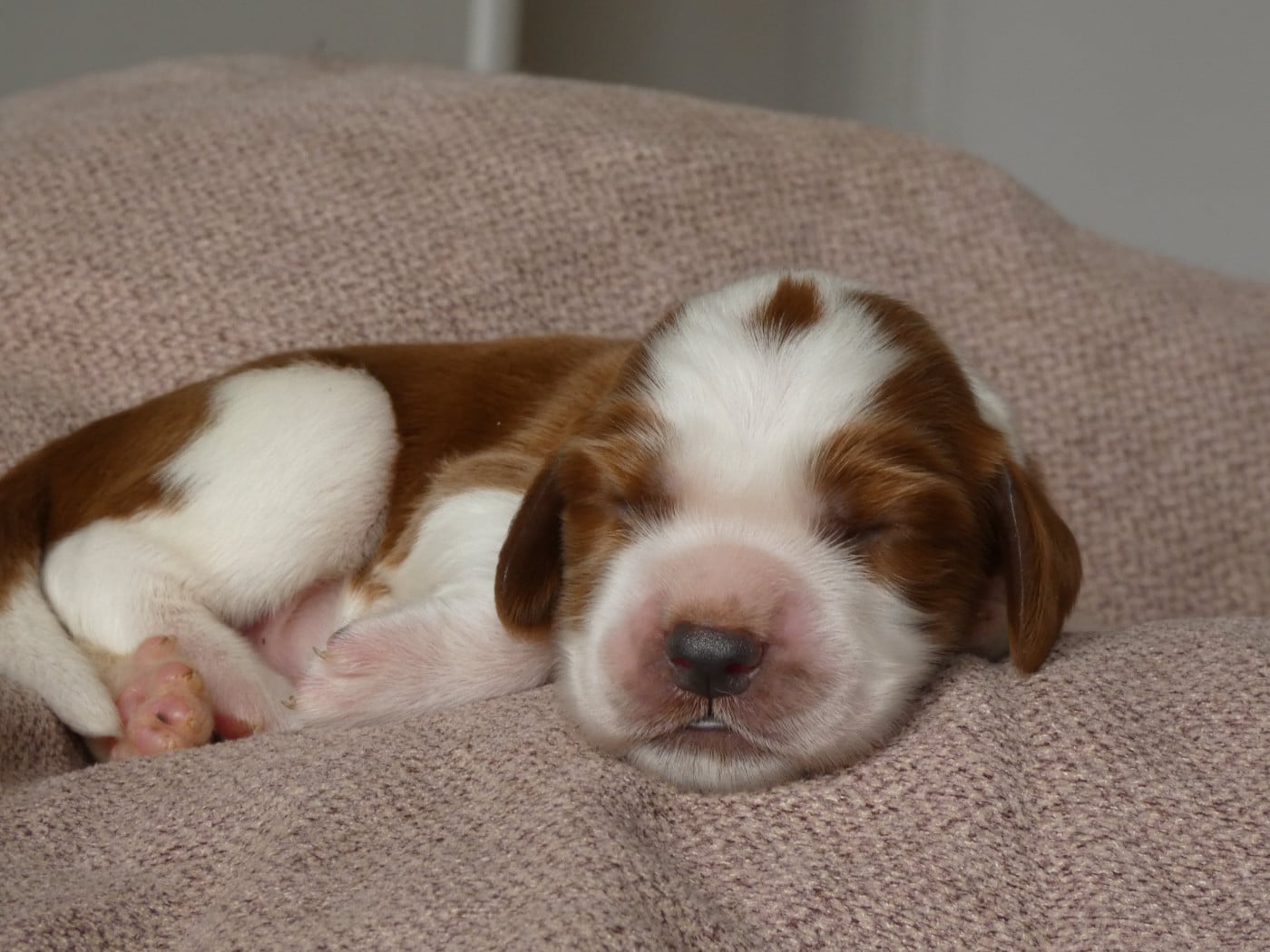 B collier beige - Welsh Springer Spaniel