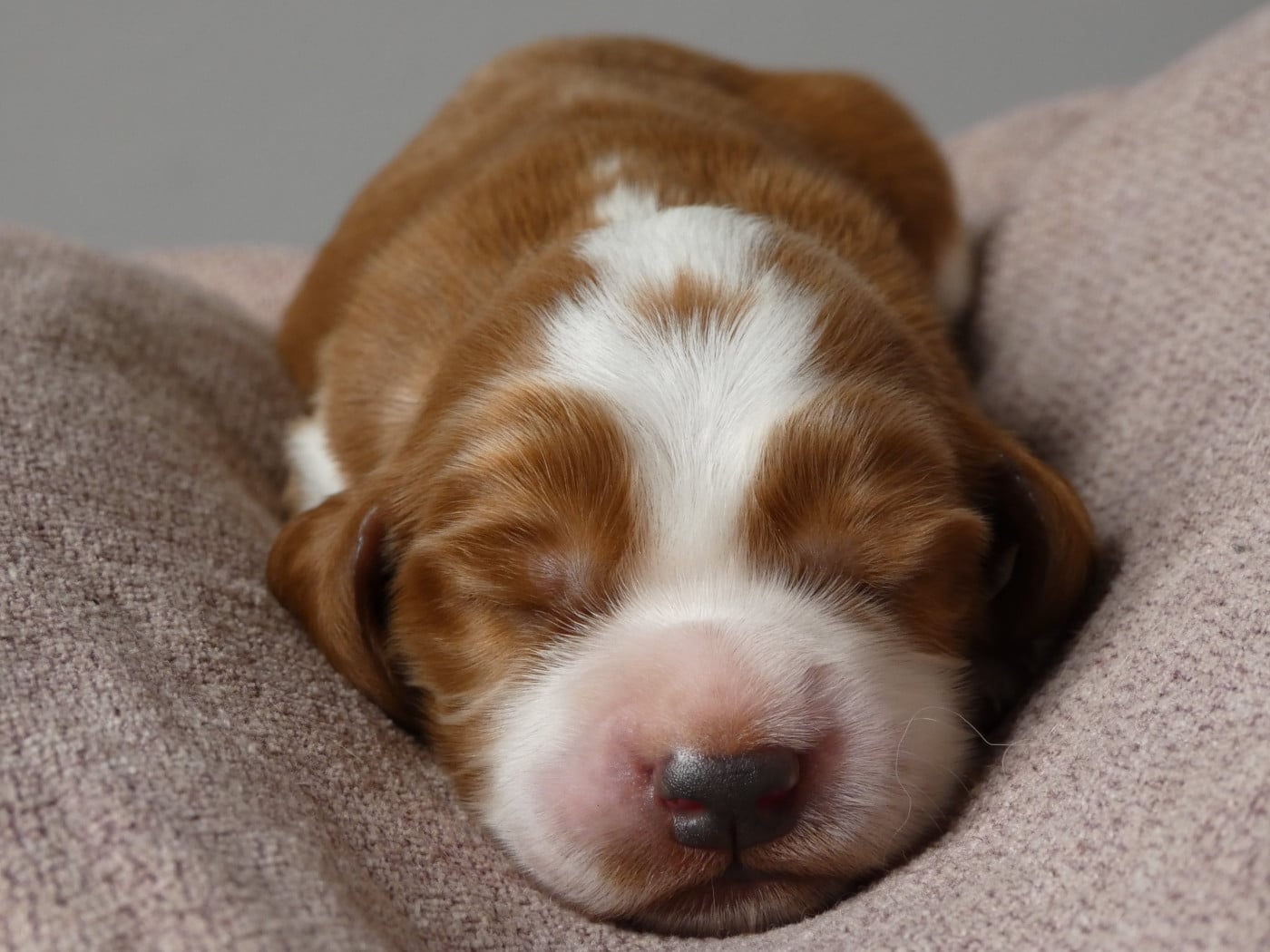 B collier marron - Welsh Springer Spaniel