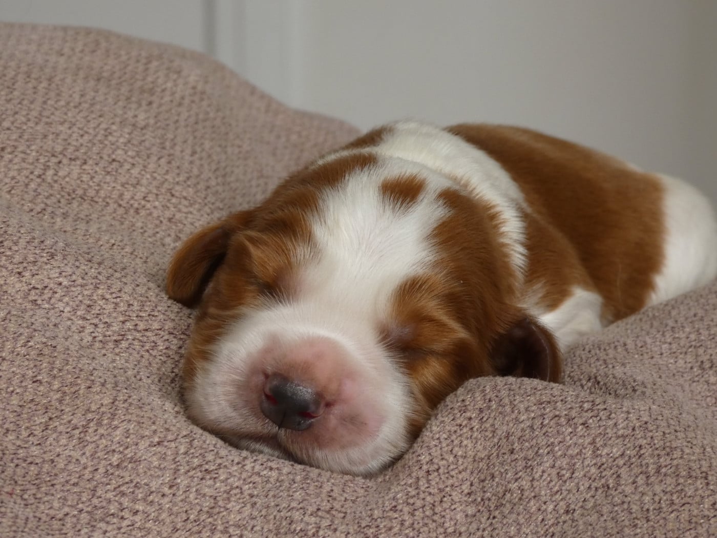 B collier blanc - Welsh Springer Spaniel
