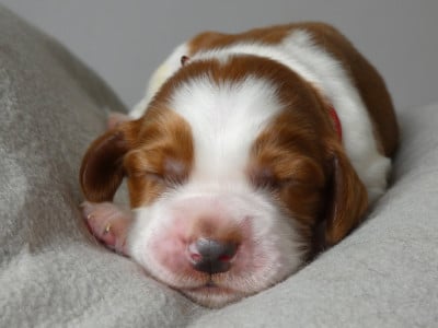 Les chiots de Welsh Springer Spaniel
