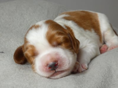 Les chiots de Welsh Springer Spaniel