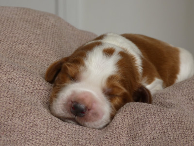 Les chiots de Welsh Springer Spaniel