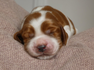 Les chiots de Welsh Springer Spaniel