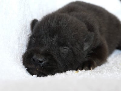 Les chiots de Berger hollandais