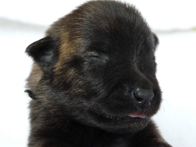 Les chiots de Berger hollandais