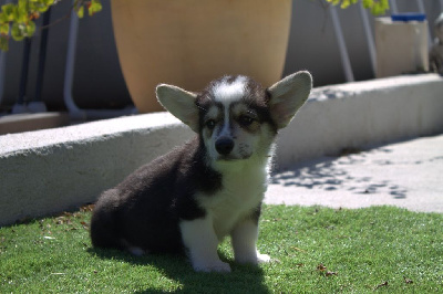 Les chiots de Welsh Corgi Pembroke