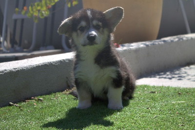 Les chiots de Welsh Corgi Pembroke