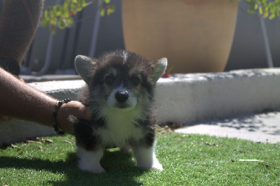 Les chiots de Welsh Corgi Pembroke