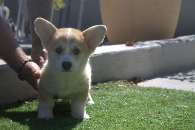 Les chiots de Welsh Corgi Pembroke