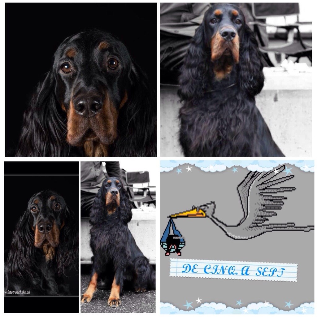 de cinq a sept - Setter Gordon - Portée née le 04/12/2017