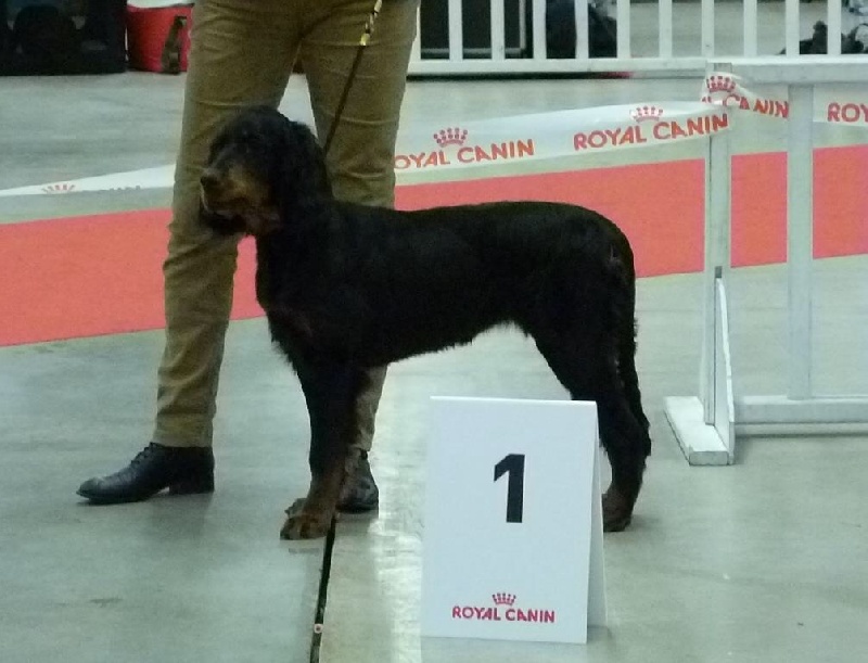 CH. Jisèle de cinq a sept - TRÈS PROMETTEUR