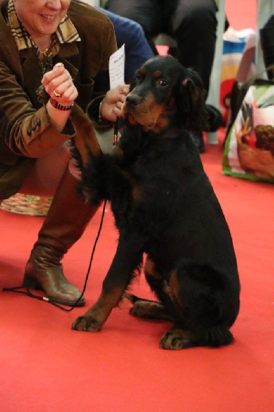 TR. CH. Johnstone de cinq a sept - TRÈS PROMETTEUR , MEILLEUR BABY