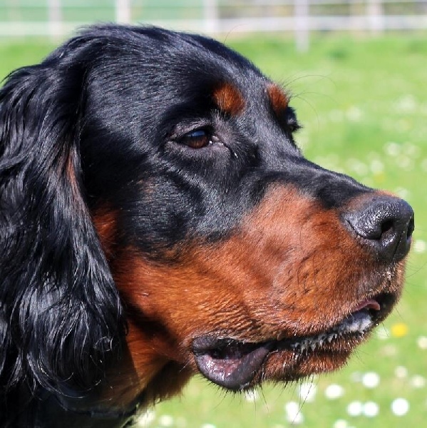 TR. CH. Johnstone de cinq a sept - TRÈS PROMETTEUR