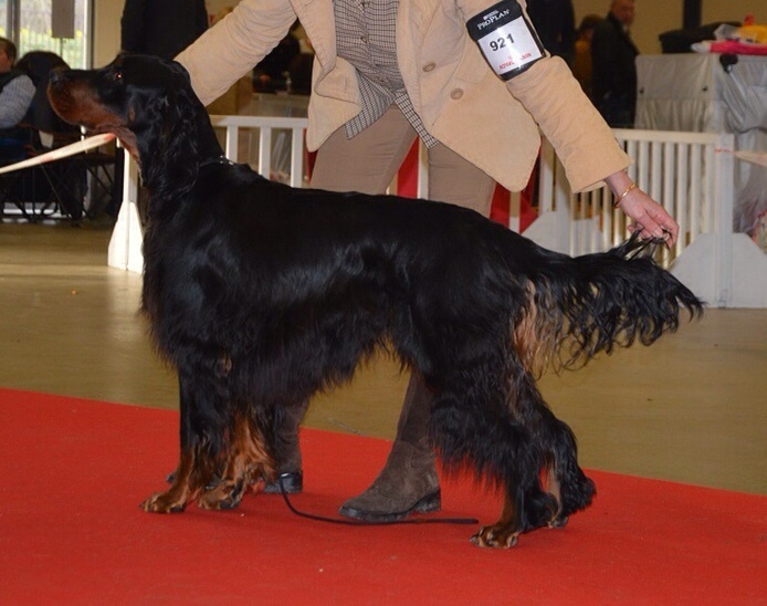 CH. Jisèle de cinq a sept - 1er EXC , CACS ( classe intermédiaire )