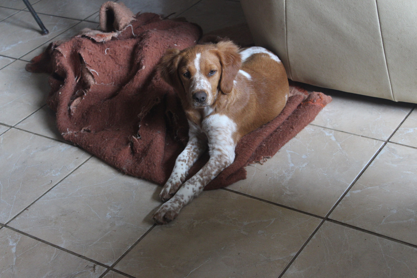 Publication : des T'chiots Picards