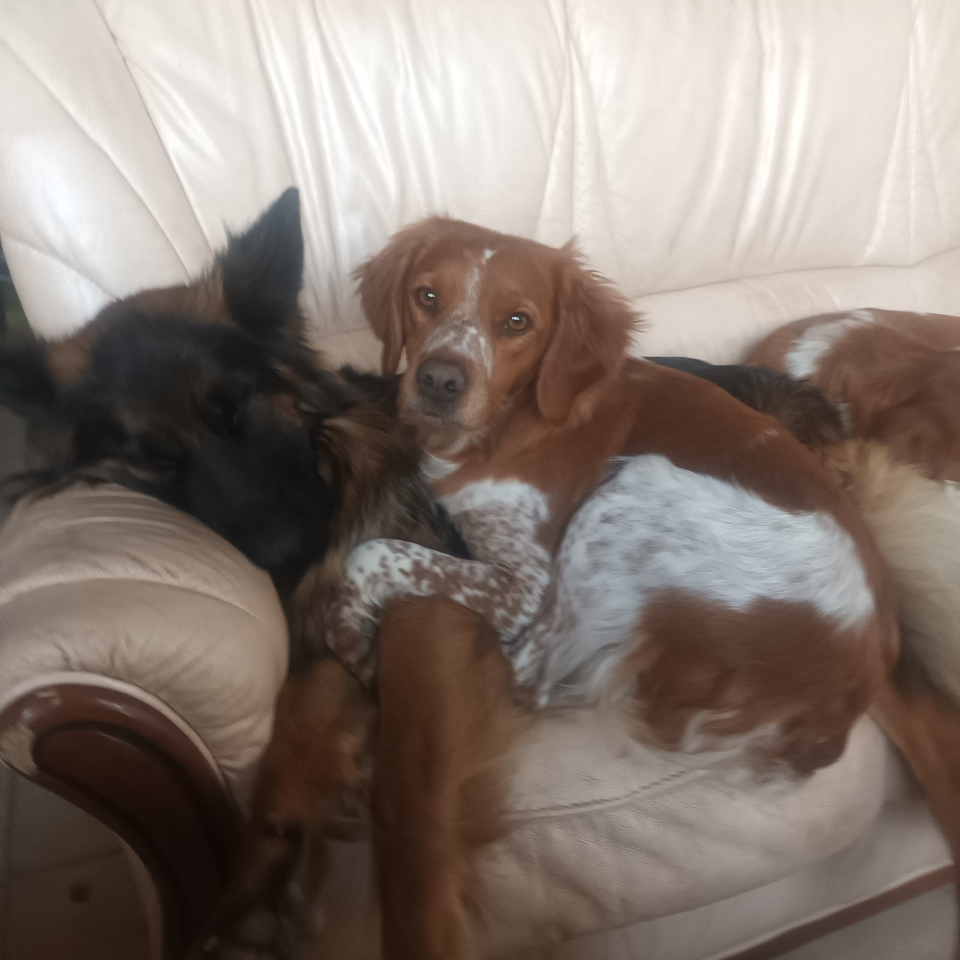 Publication : des T'chiots Picards