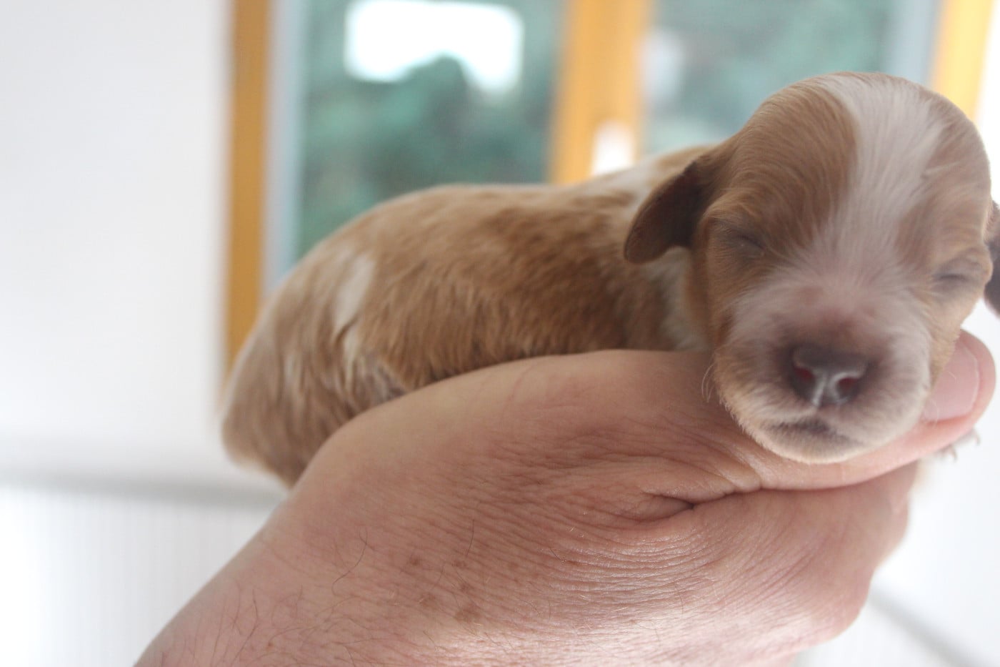 CHIOT 1 - Epagneul Breton