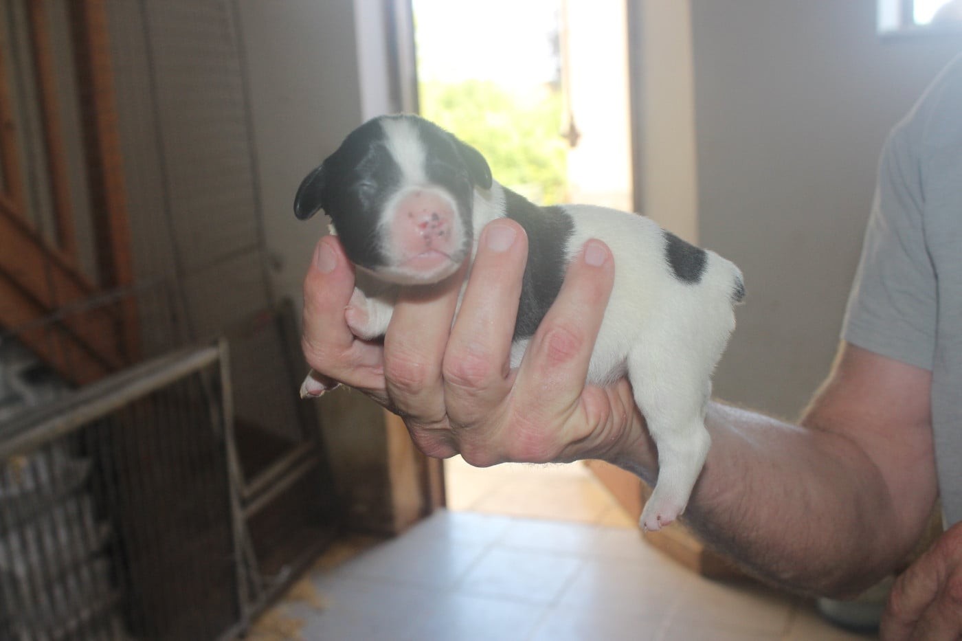 CHIOT 6 - Epagneul Breton